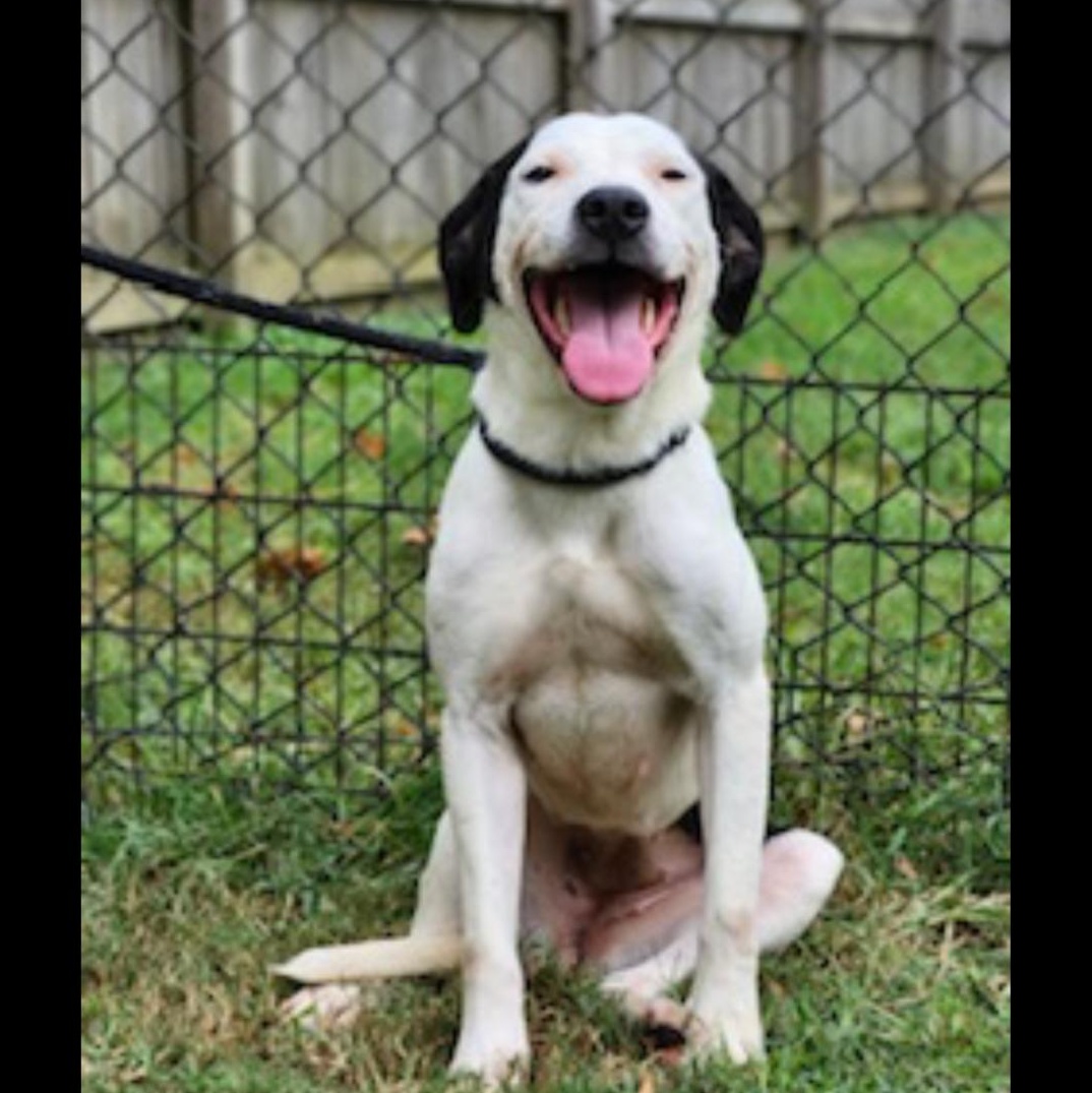 Enlarge Charlotte, a Adoptable mixed breed in CUMMING, GA image 2/3