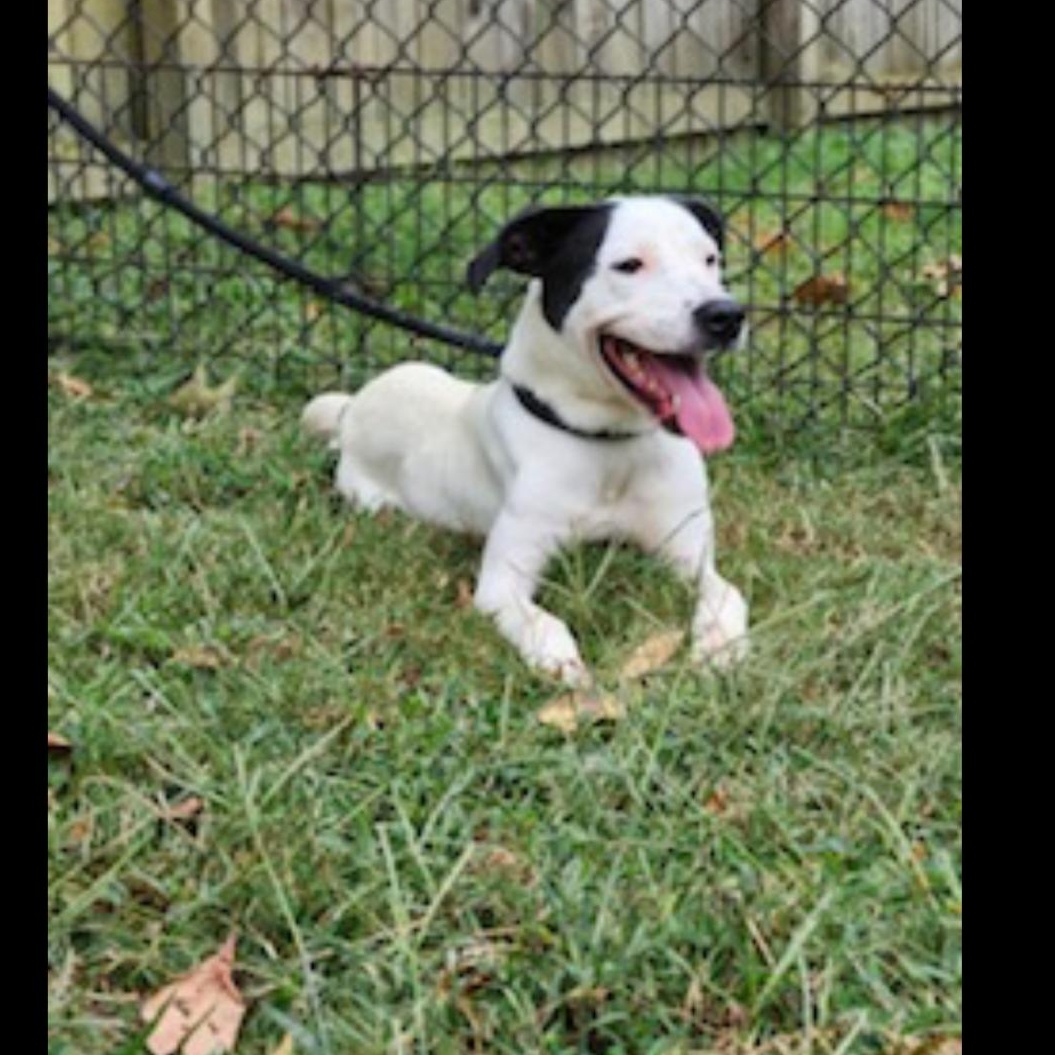 Enlarge Charlotte, a Adoptable mixed breed in CUMMING, GA image 3/3