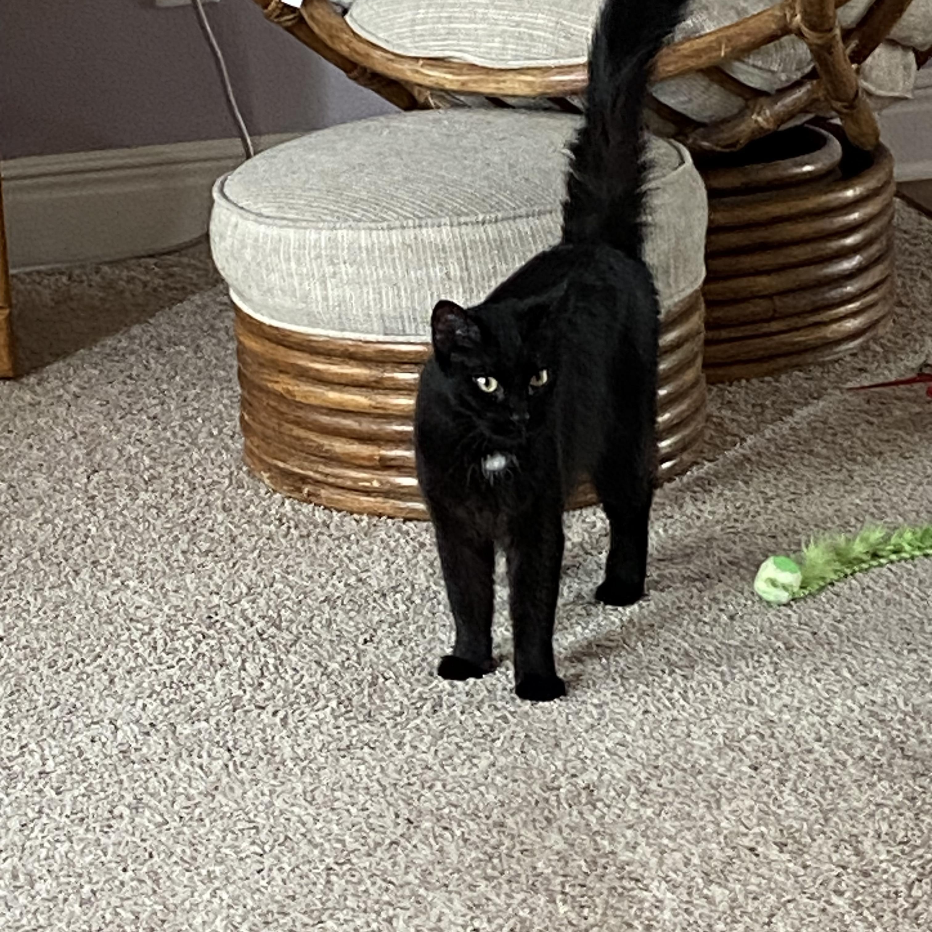 Pepper, ADOPTABLE, Young Female Domestic Long Hair.