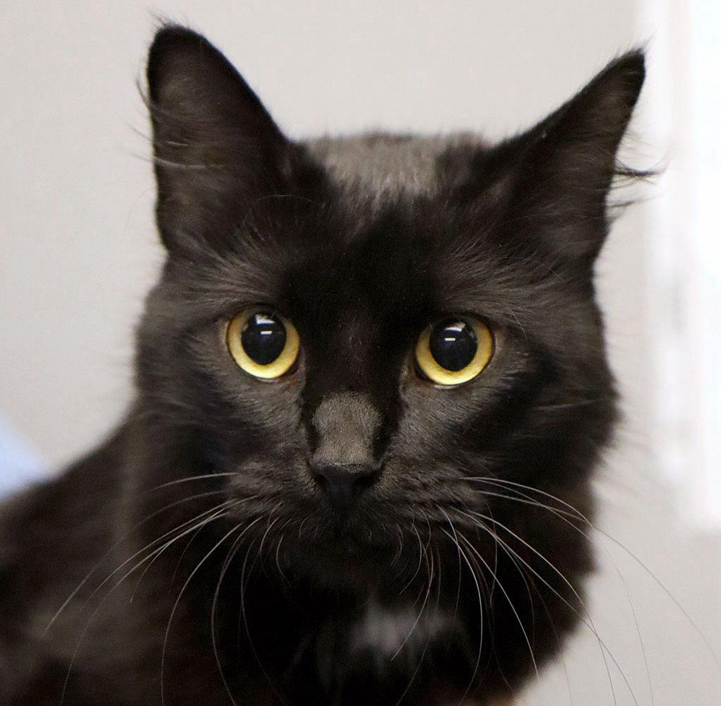 Pepper, a ADOPTABLE Domestic Long Hair in Shawnee, KS image 3/4