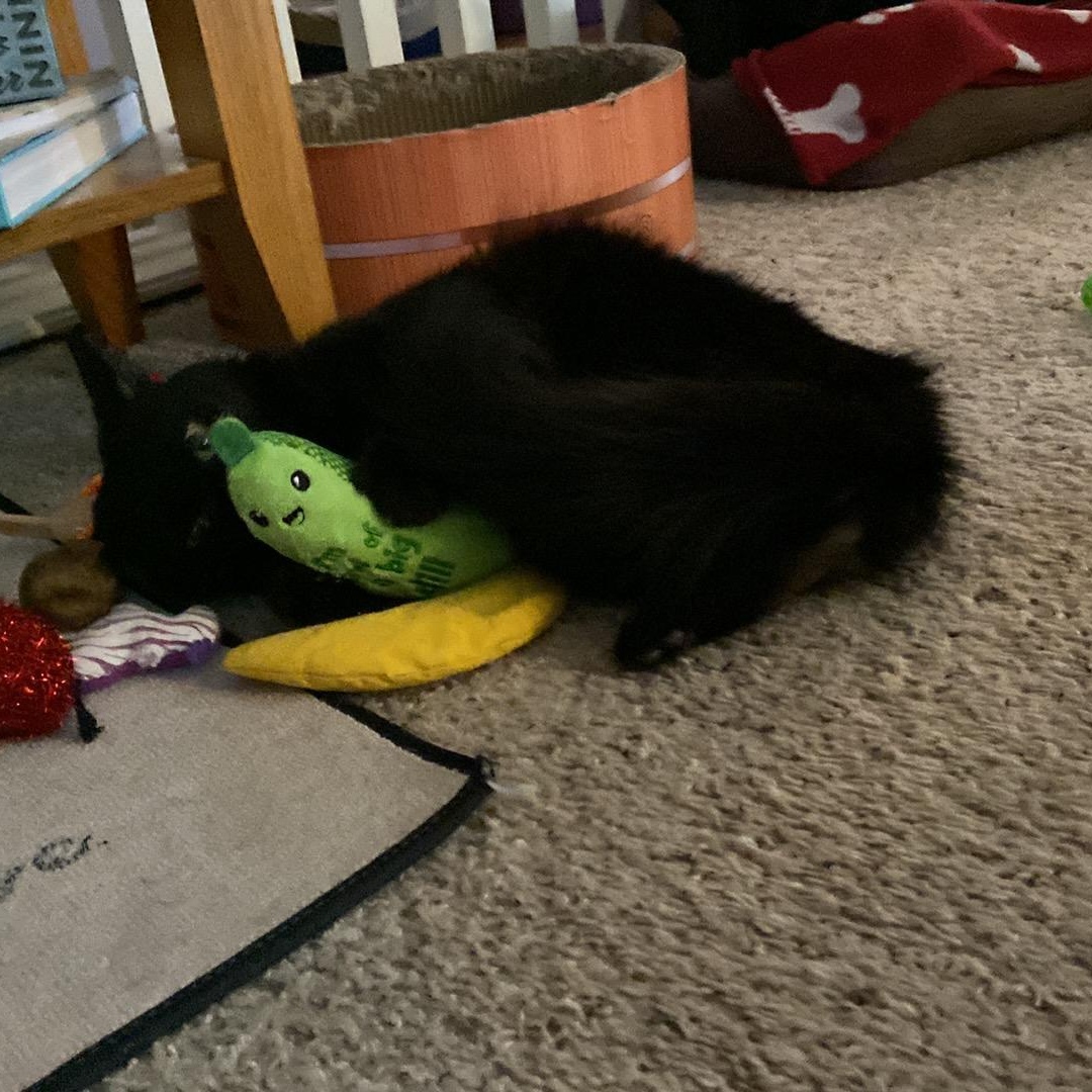 Pepper, a ADOPTABLE Domestic Long Hair in Shawnee, KS image 2/4