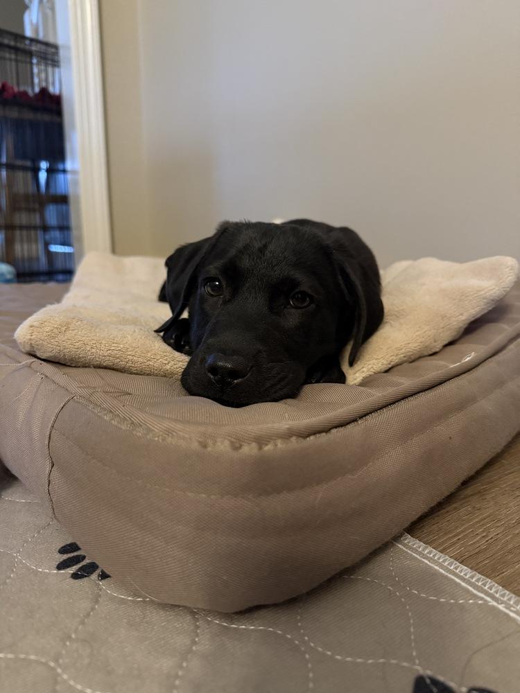 Kenai (National Park), a Adoptable Labrador Retriever in New Albany, OH image 1/2