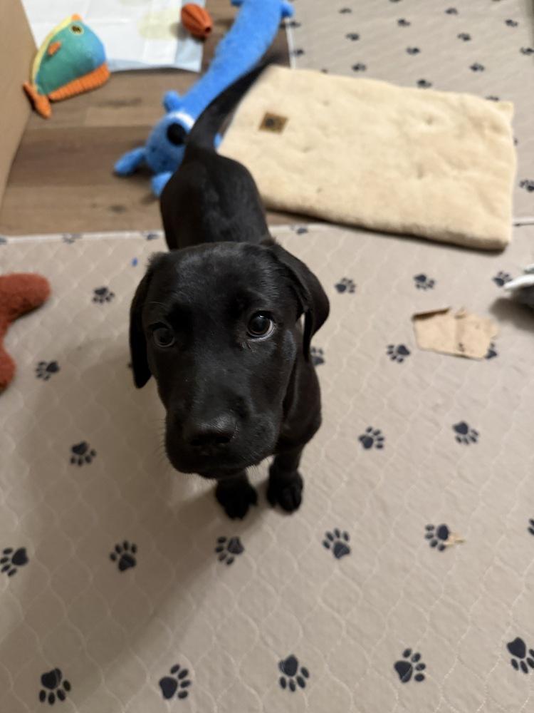 Kenai (National Park), a Adoptable Labrador Retriever in New Albany, OH image 2/2