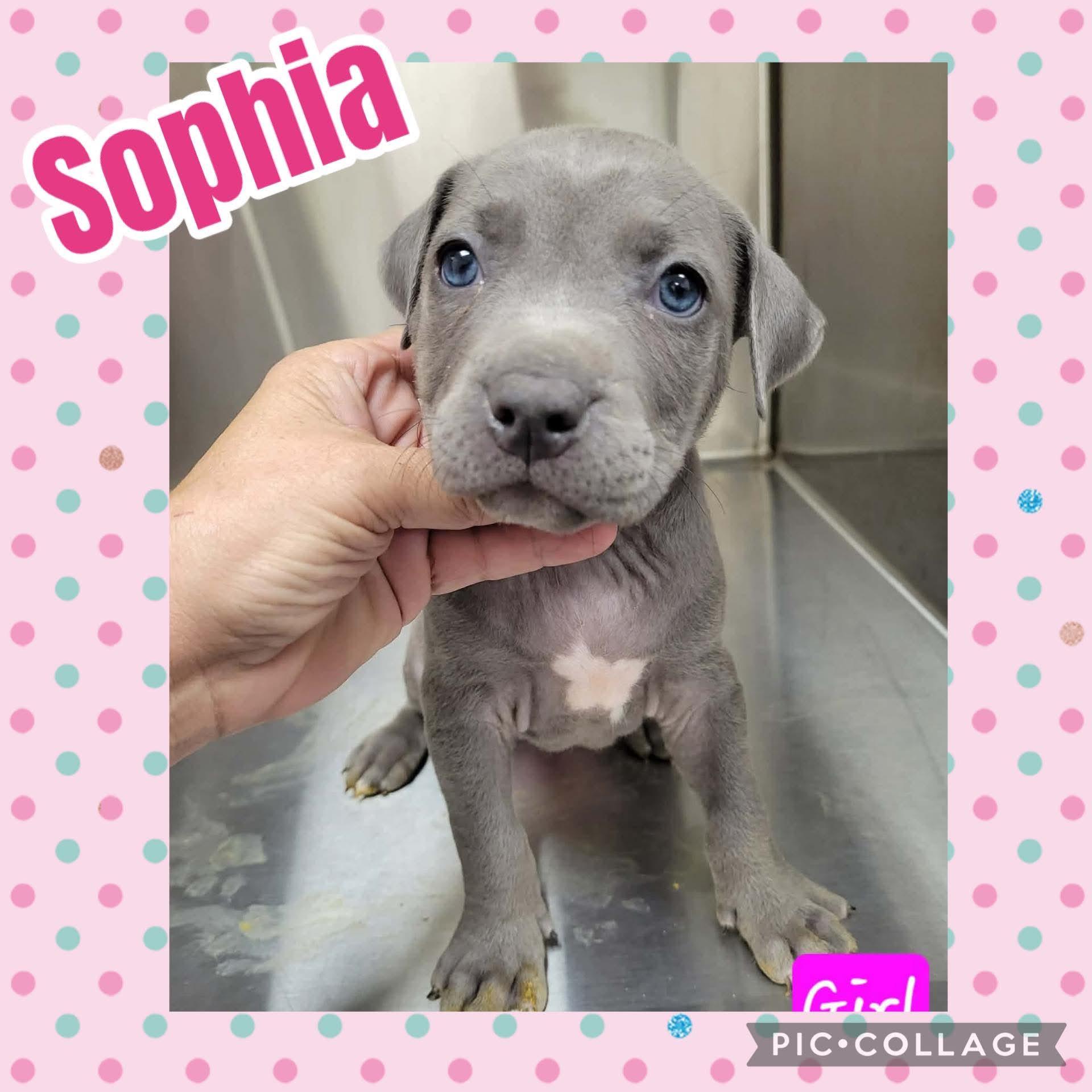 Enlarge Sophia, an adopted mixed breed in Ringwood, NJ image 1/1
