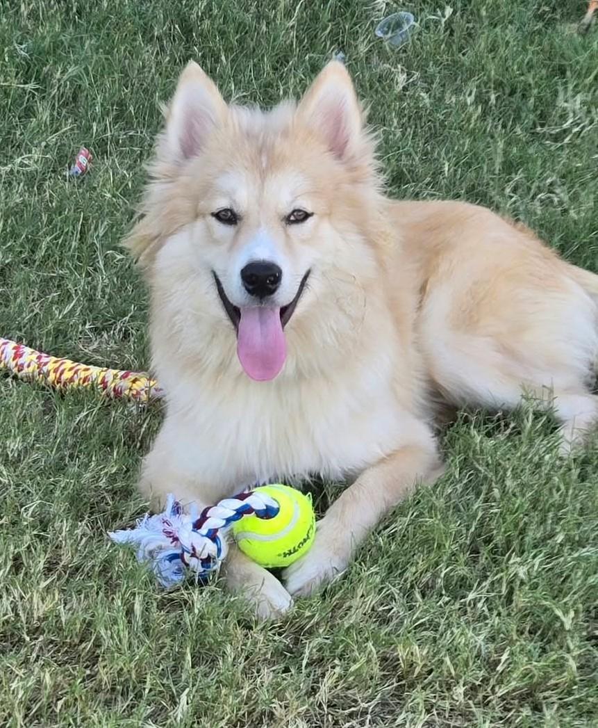 Enlarge Marty, a Adoptable Pomsky in Oklahoma City, OK, OK image 1/6
