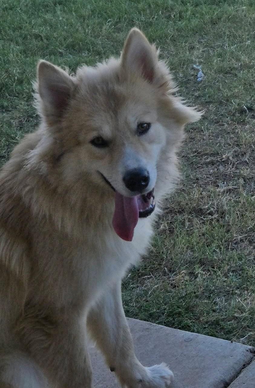 Enlarge Marty, a Adoptable Pomsky in Oklahoma City, OK, OK image 2/6
