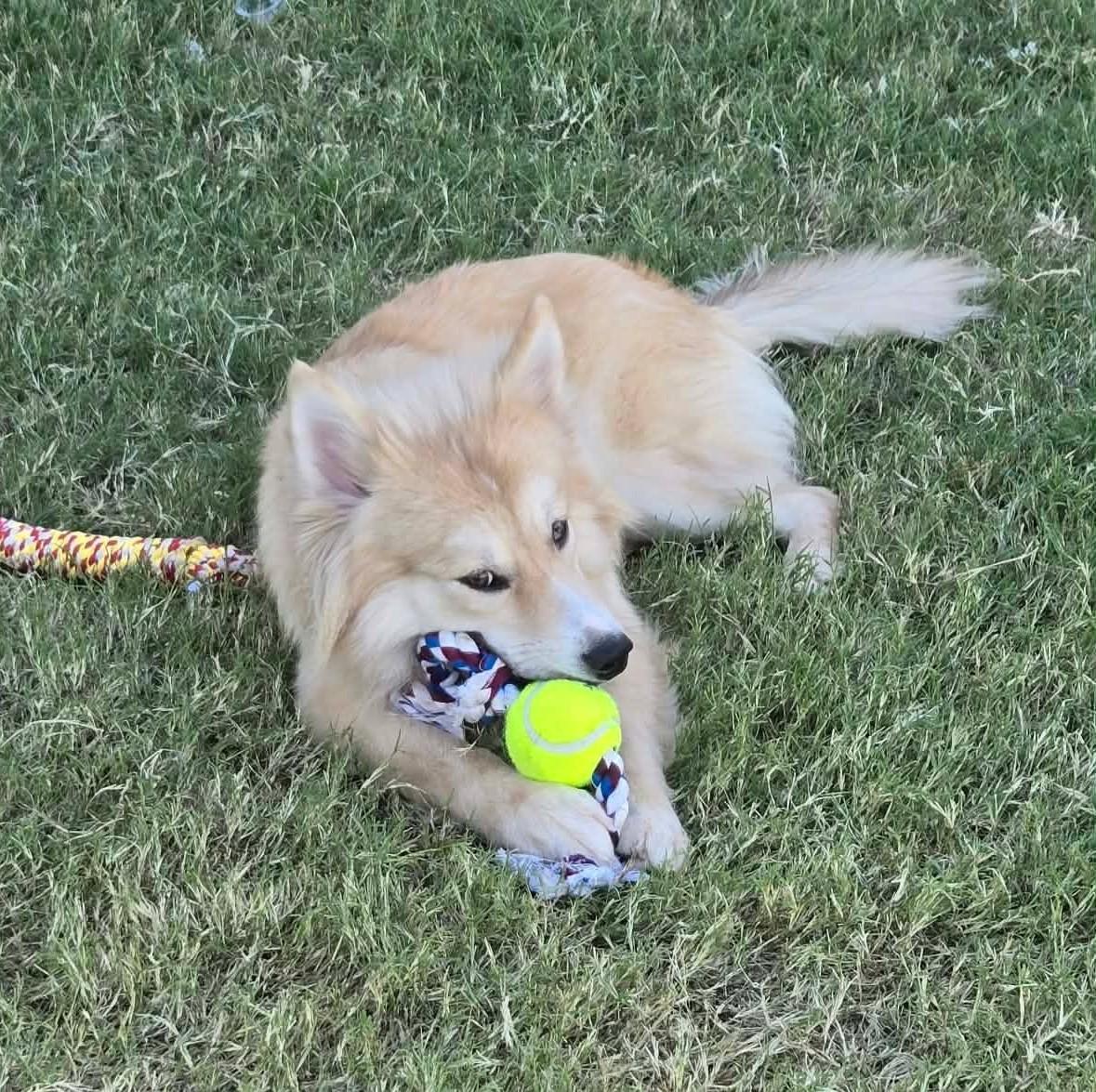 Enlarge Marty, a Adoptable Pomsky in Oklahoma City, OK, OK image 4/6