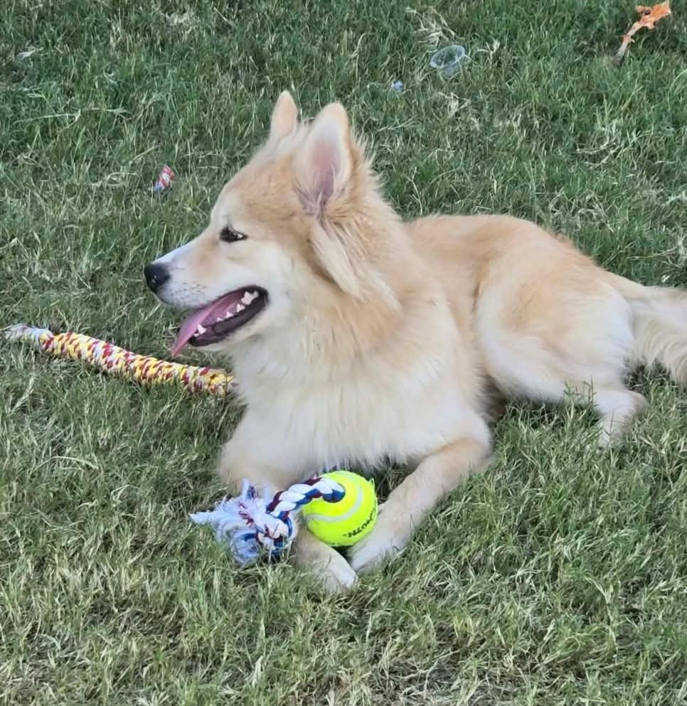 Enlarge Marty, a Adoptable Pomsky in Oklahoma City, OK, OK image 3/6
