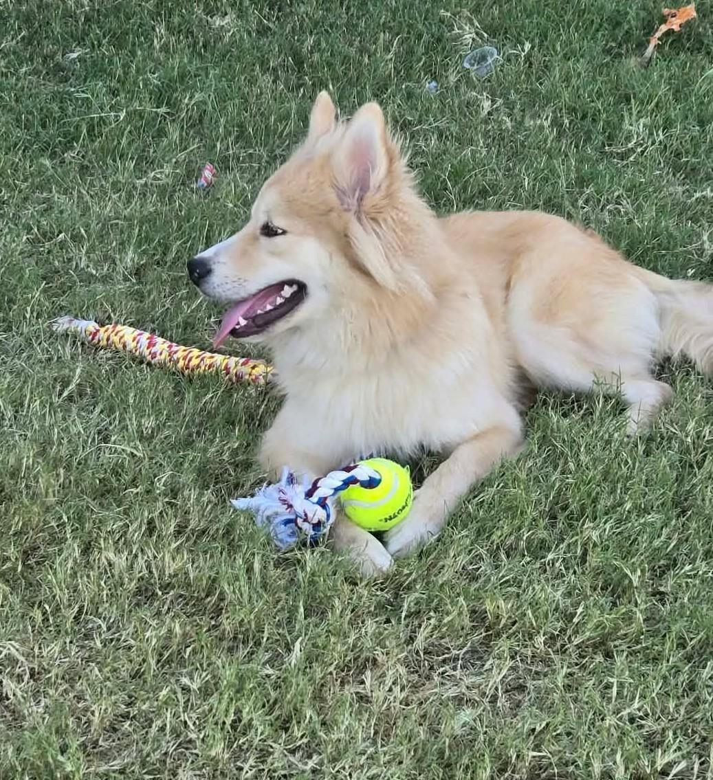 Enlarge Marty, a Adoptable Pomsky in Oklahoma City, OK, OK image 5/6