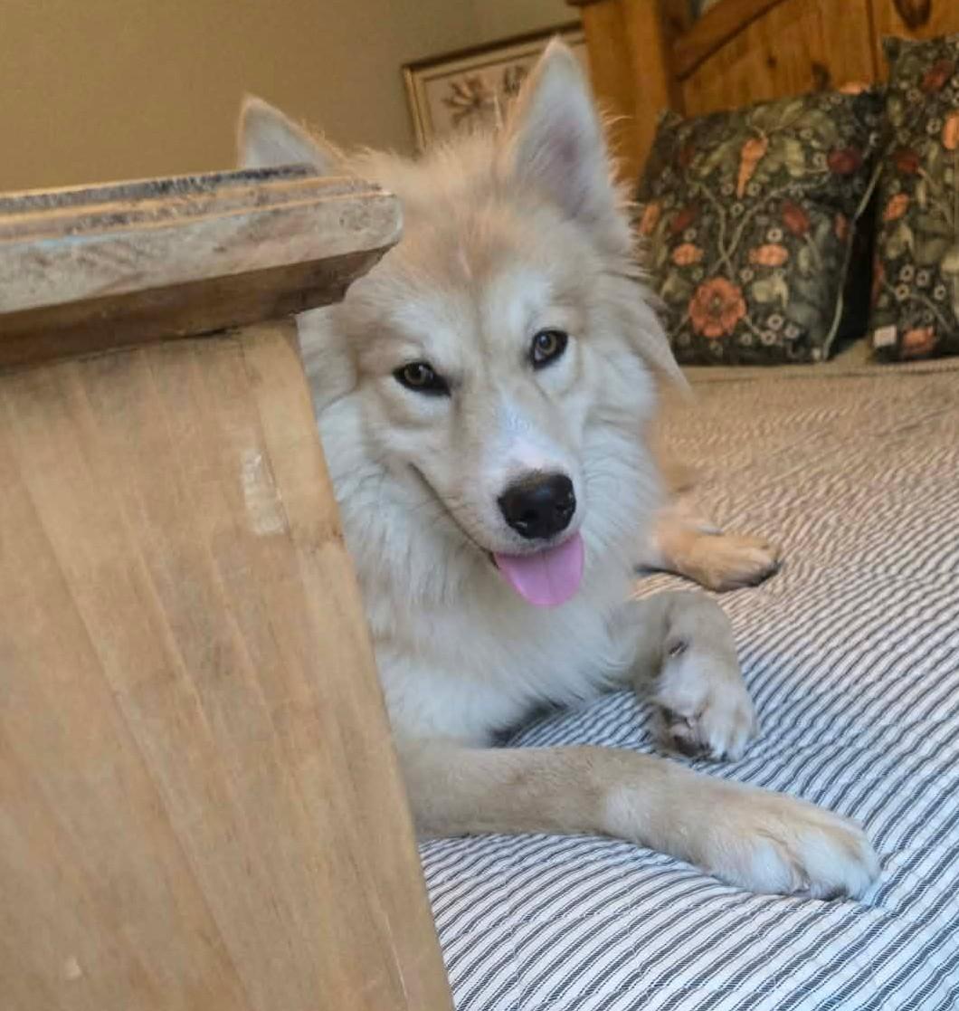 Enlarge Marty, a Adoptable Pomsky in Oklahoma City, OK, OK image 6/6