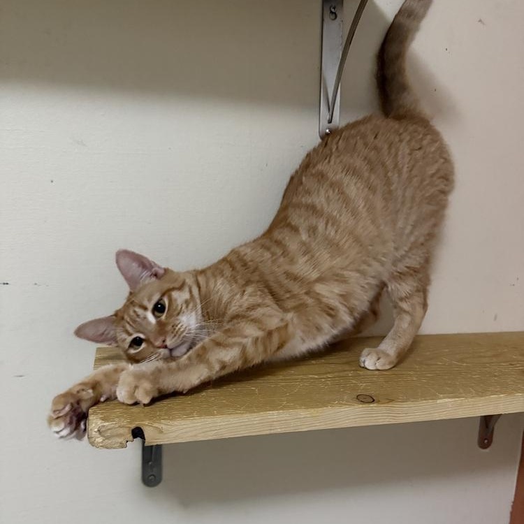 Ginny Weasley, a Adoptable Domestic Short Hair in Enfield, CT image 6/6