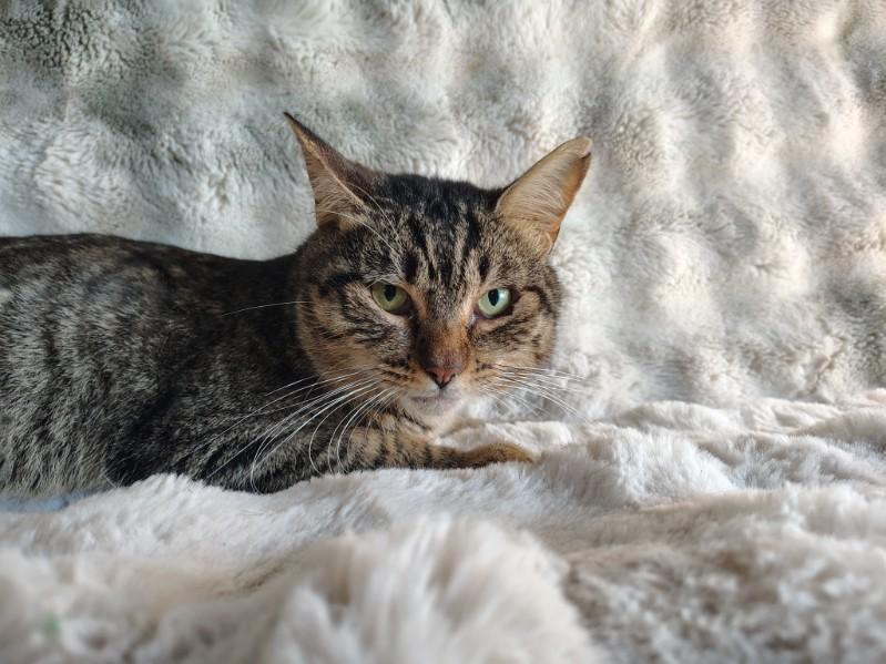 Enlarge Big Mac, a Adoptable Domestic Short Hair in Manteca, CA image 3/3