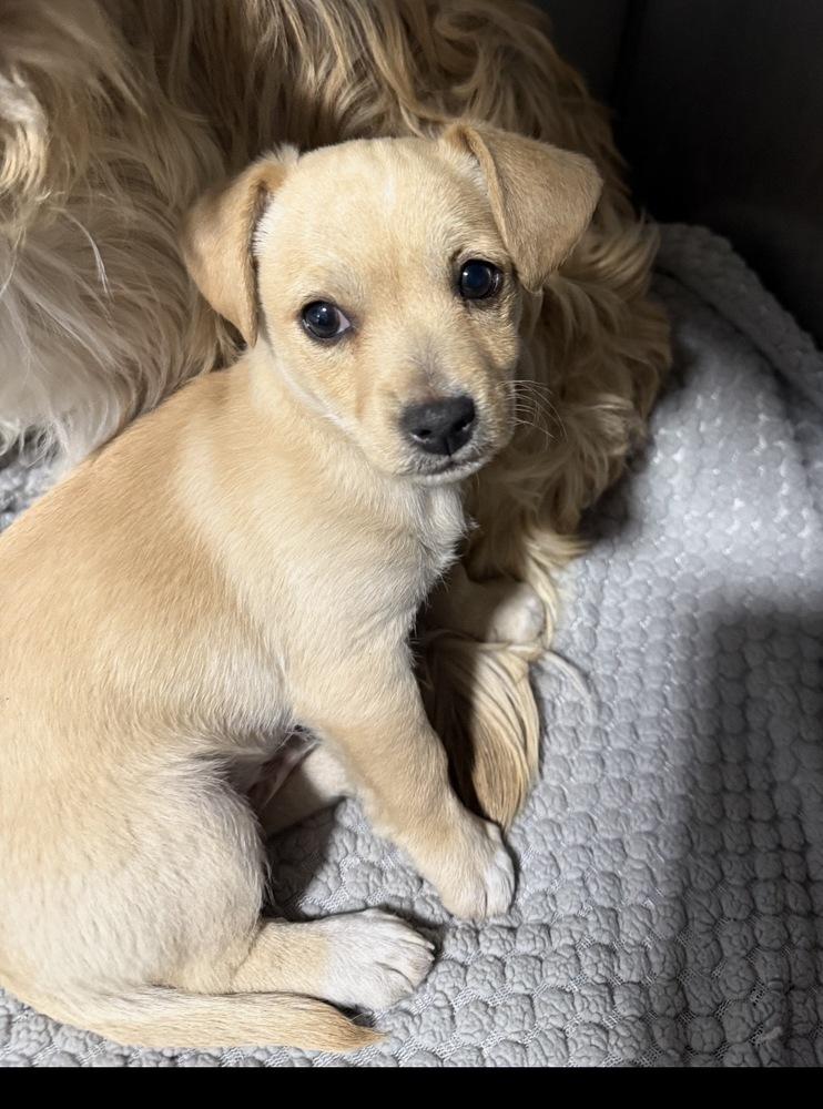 Enlarge Pancake, a Adoptable mixed breed in Cedartown, GA image 1/1