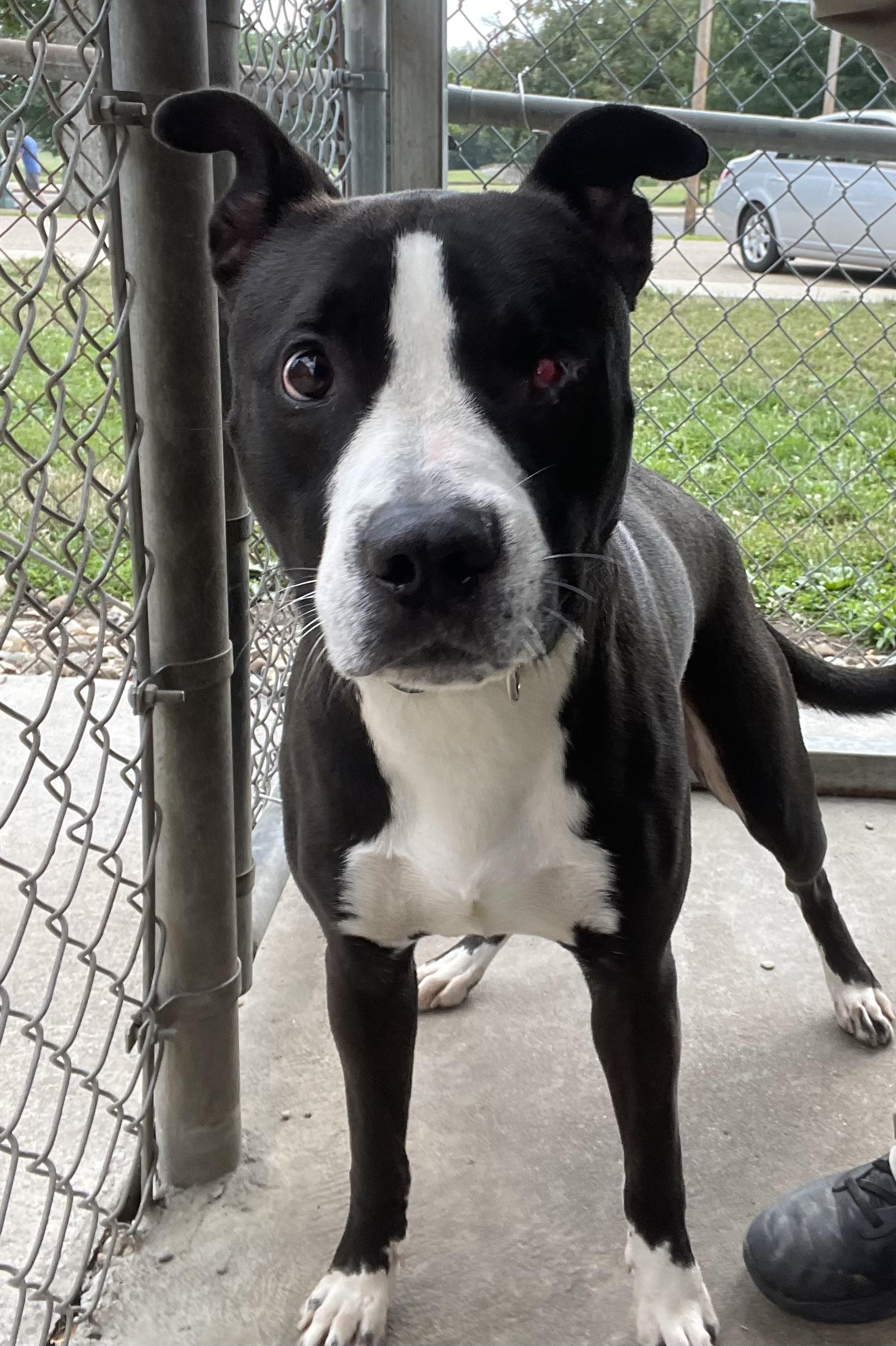 Enlarge Bruno AVAILABLE, a ADOPTABLE American Staffordshire Terrier in Canton, OH image 3/5