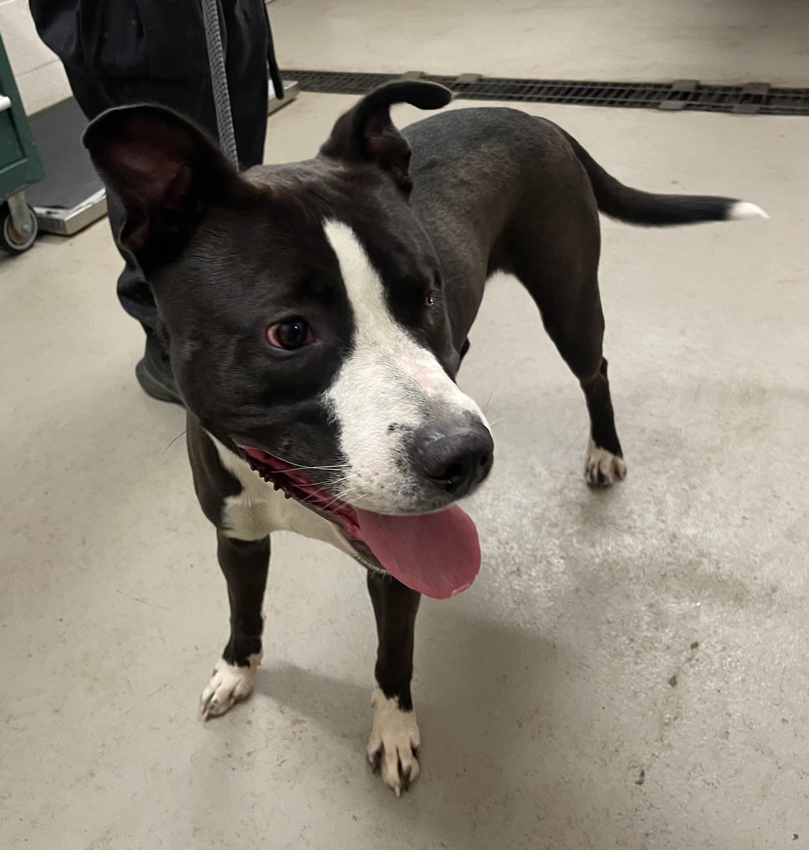 Enlarge Bruno AVAILABLE, a ADOPTABLE American Staffordshire Terrier in Canton, OH image 5/5