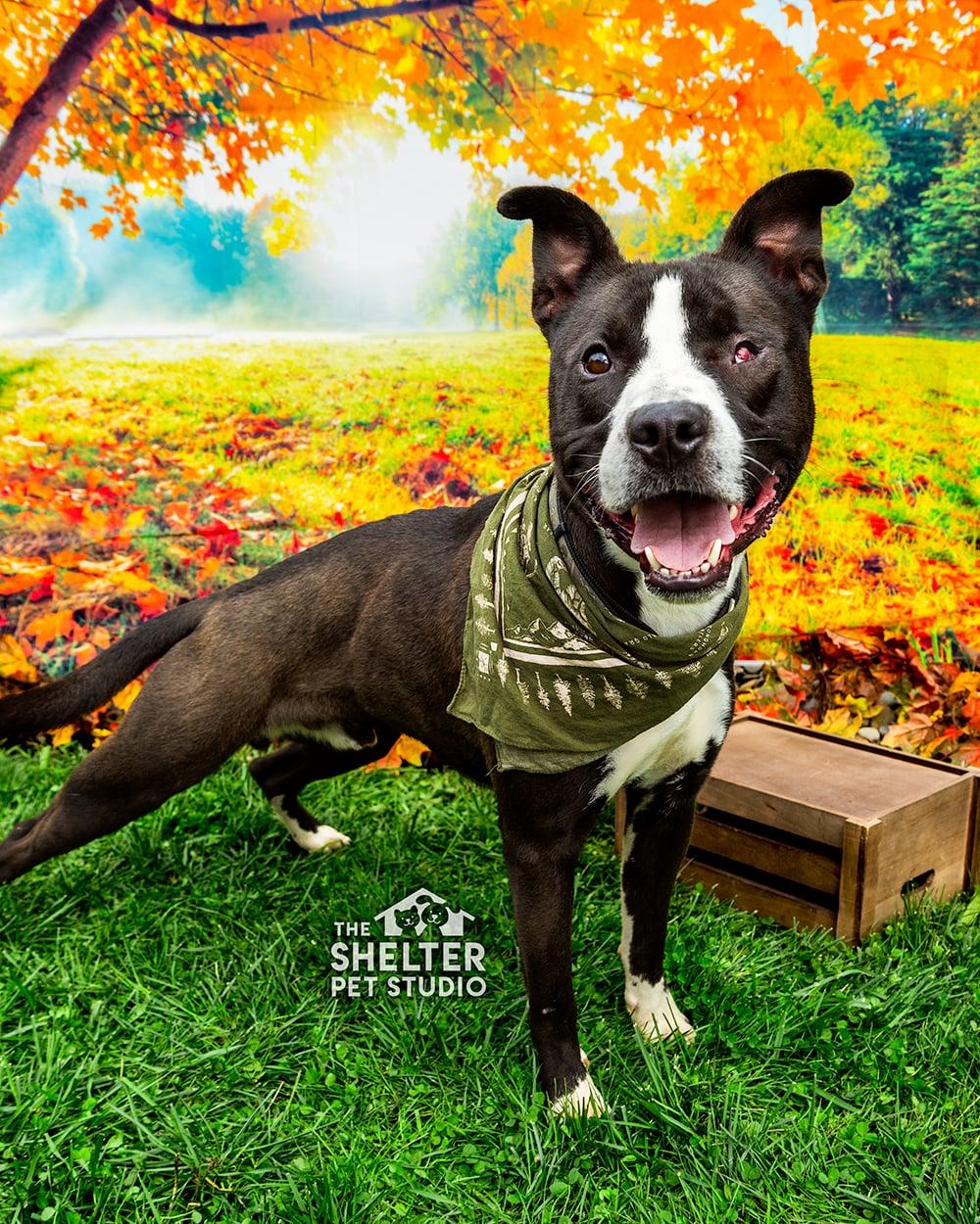 Enlarge Bruno AVAILABLE, a Adoptable American Staffordshire Terrier in Canton, OH image 1/6