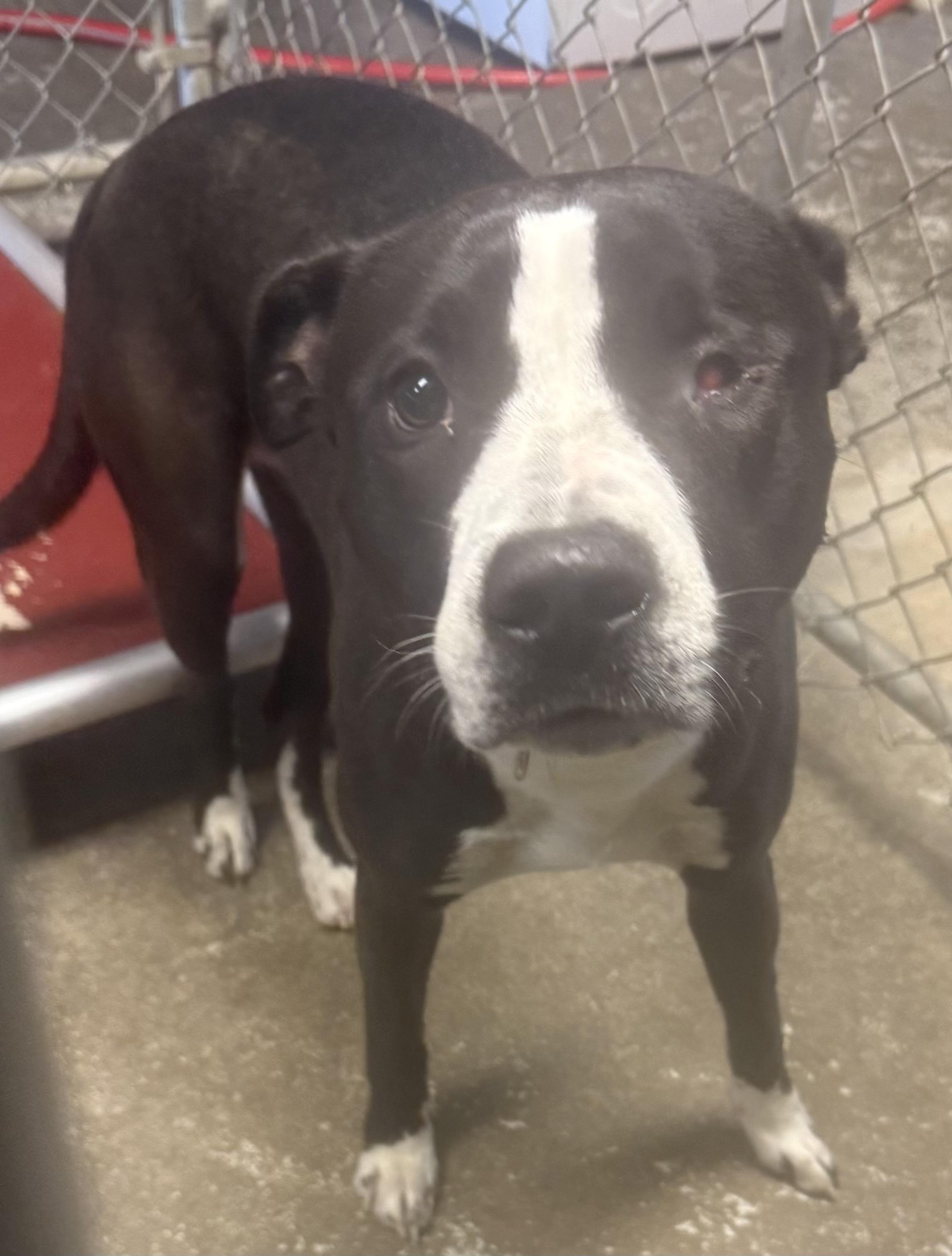 Enlarge Bruno AVAILABLE, a ADOPTABLE American Staffordshire Terrier in Canton, OH image 4/5
