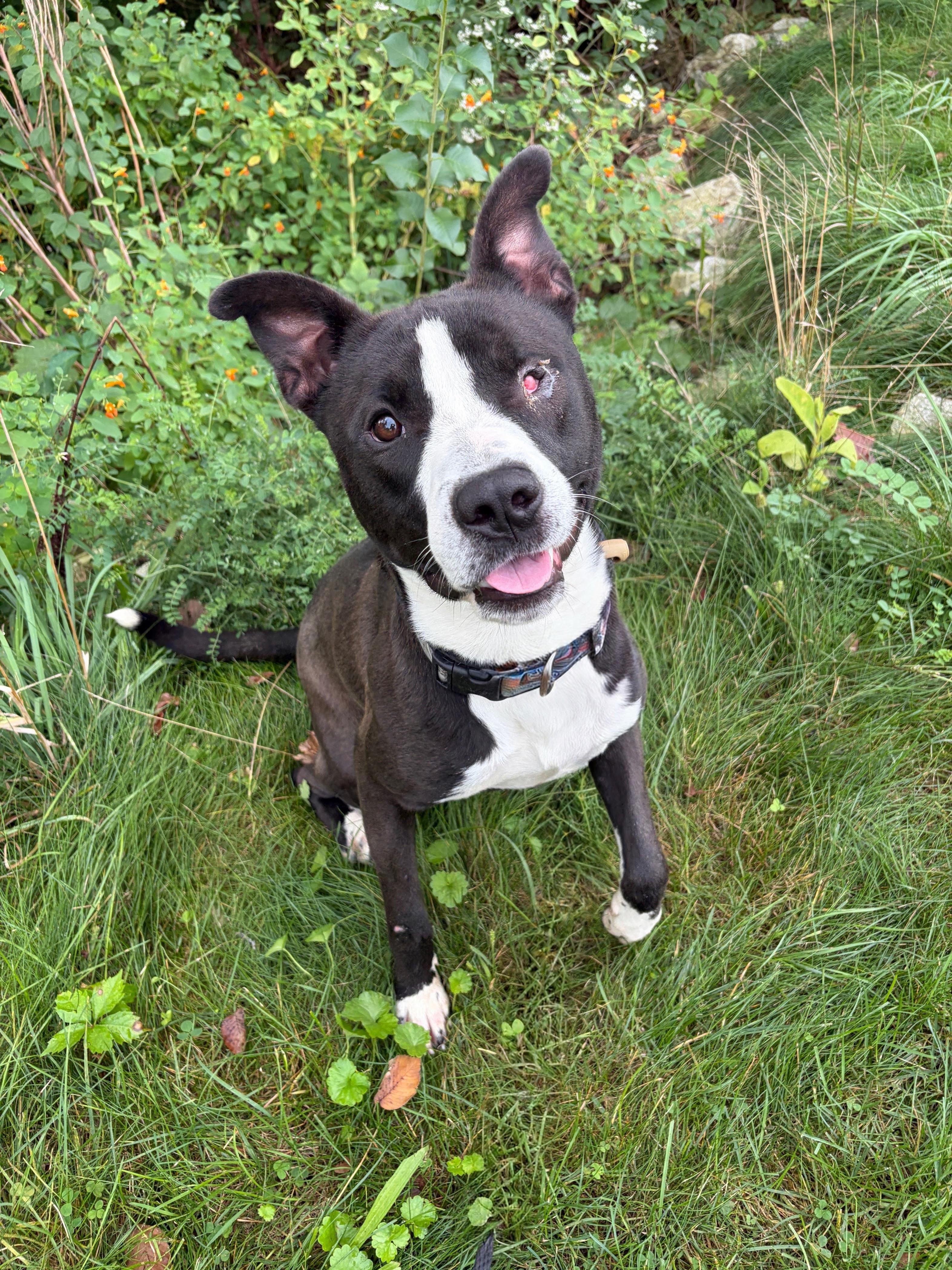 Bruno AVAILABLE, Adoptable, Adult Male American Staffordshire Terrier.