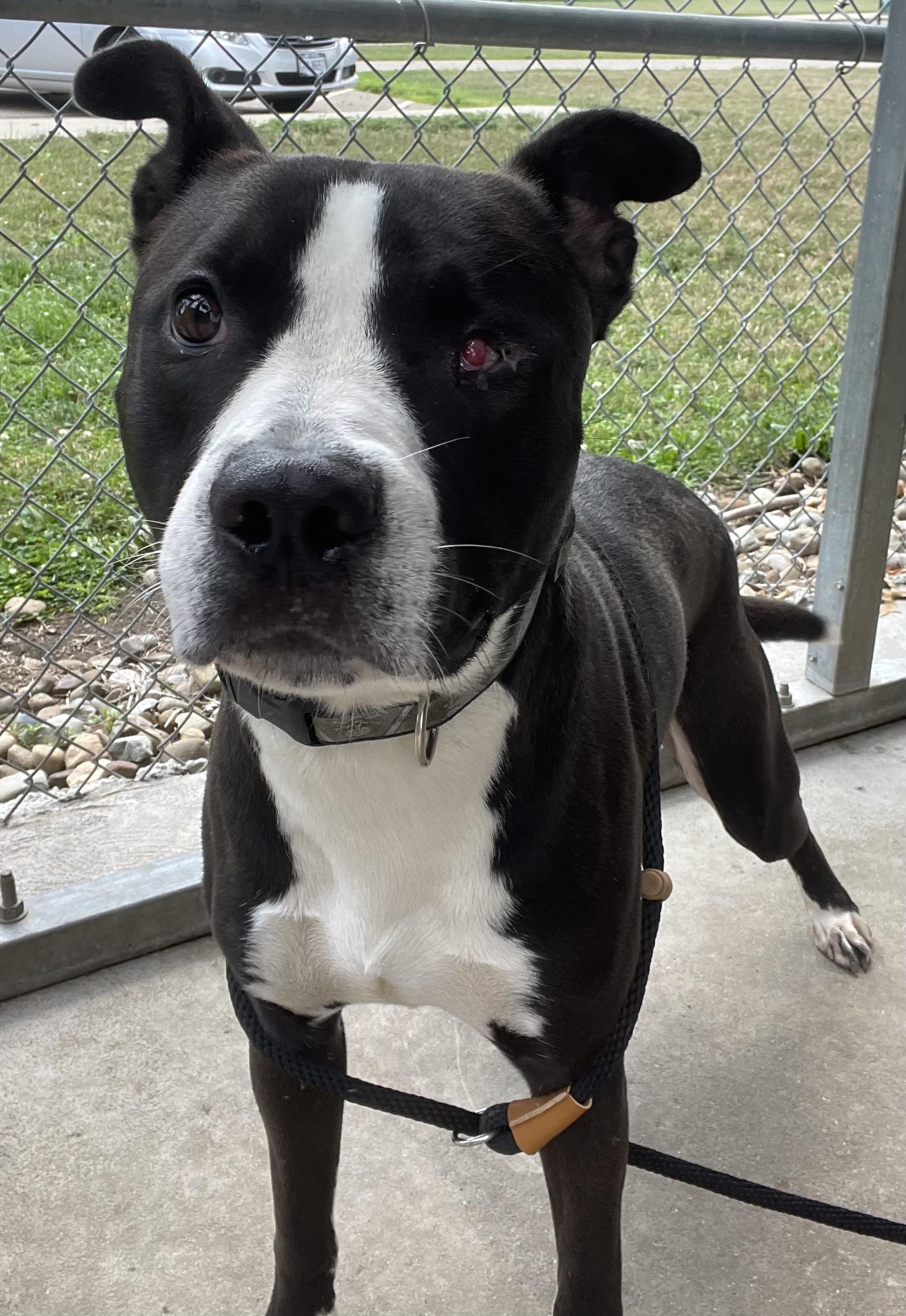 Enlarge Bruno AVAILABLE, a ADOPTABLE American Staffordshire Terrier in Canton, OH image 2/5