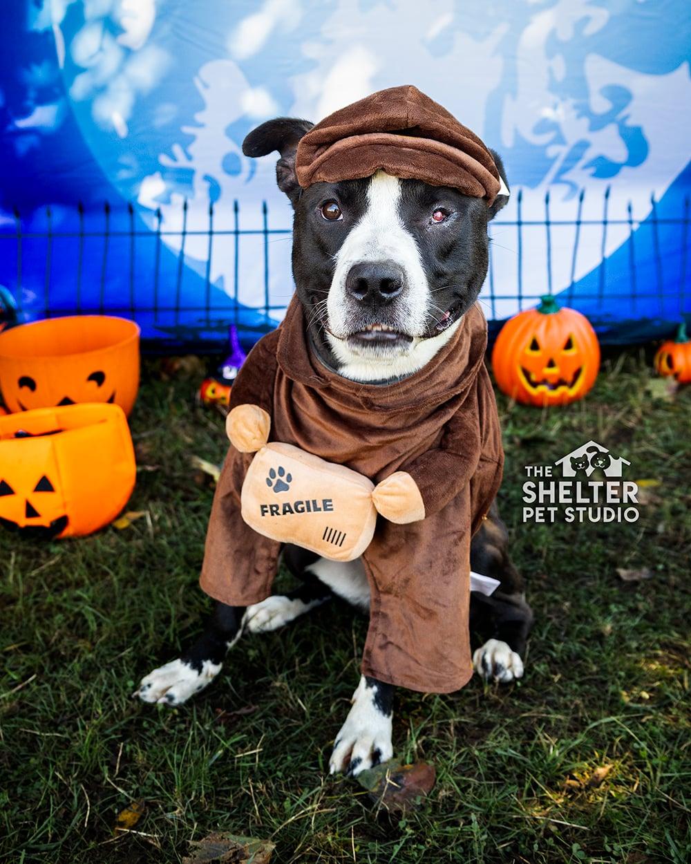 Bruno AVAILABLE, Adoptable, Adult Male American Staffordshire Terrier.