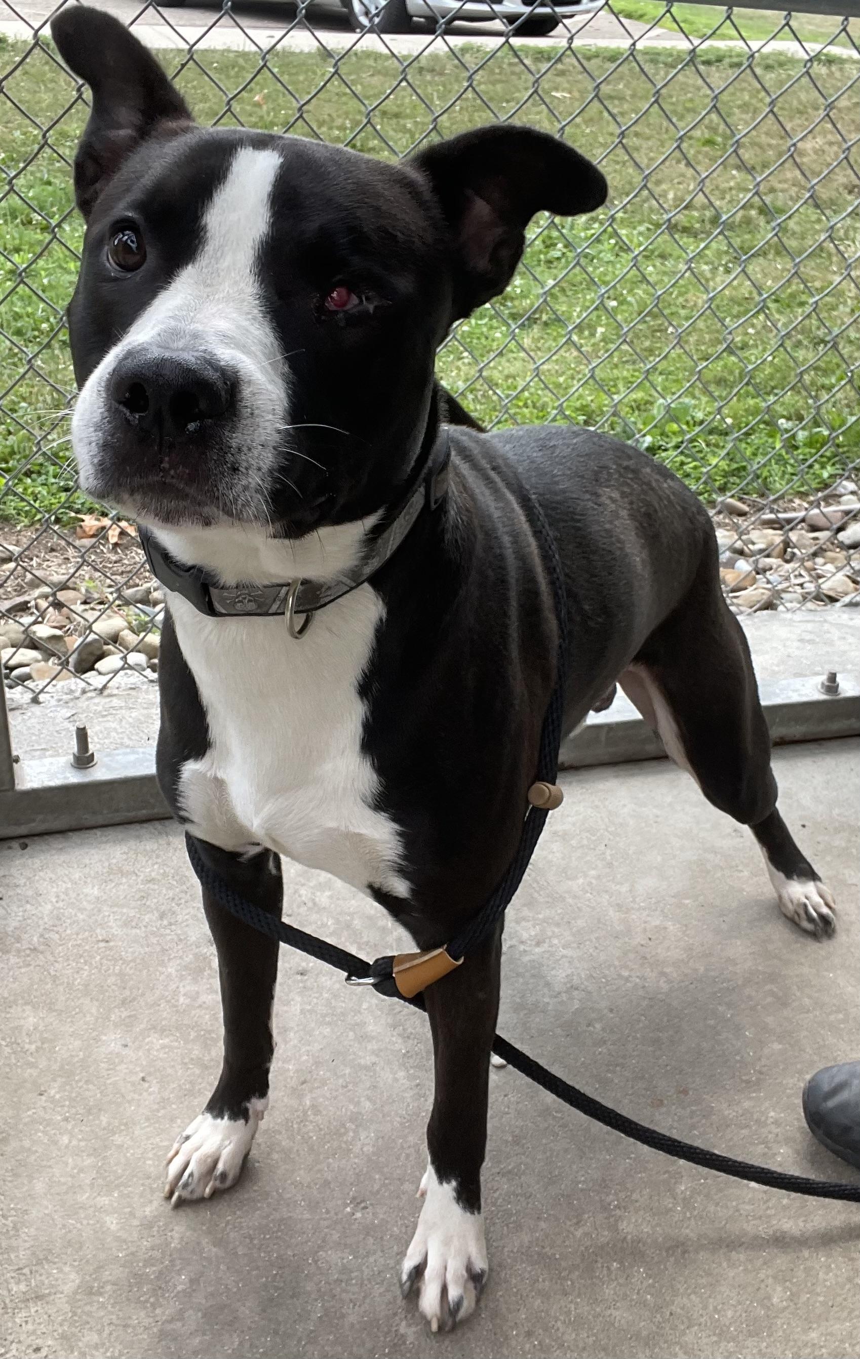 Enlarge Bruno AVAILABLE, a ADOPTABLE American Staffordshire Terrier in Canton, OH image 1/5