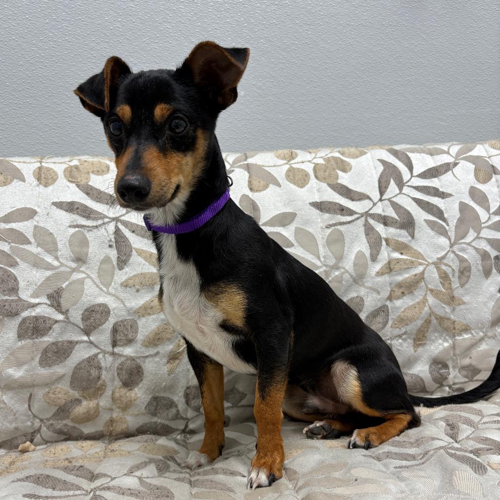 Enlarge Burt, an adopted mixed breed in Monticello, IA image 2/6