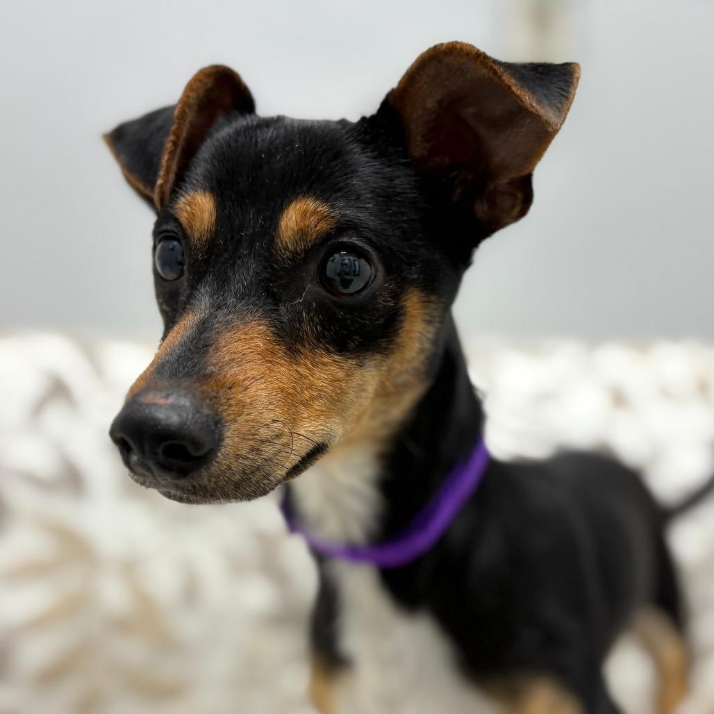 Burt, adopted, Young Male Chihuahua & Mixed Breed.