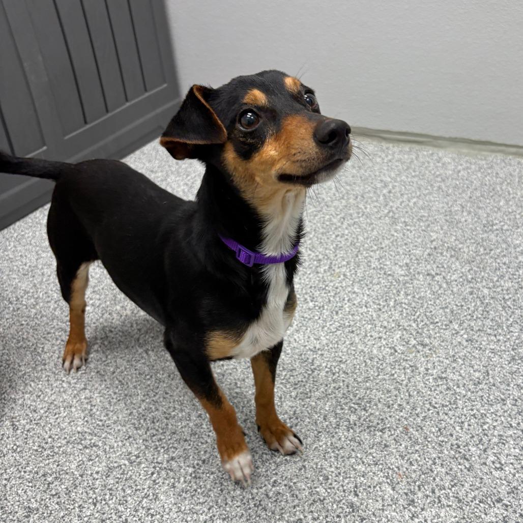 Enlarge Burt, an adopted mixed breed in Monticello, IA image 4/6