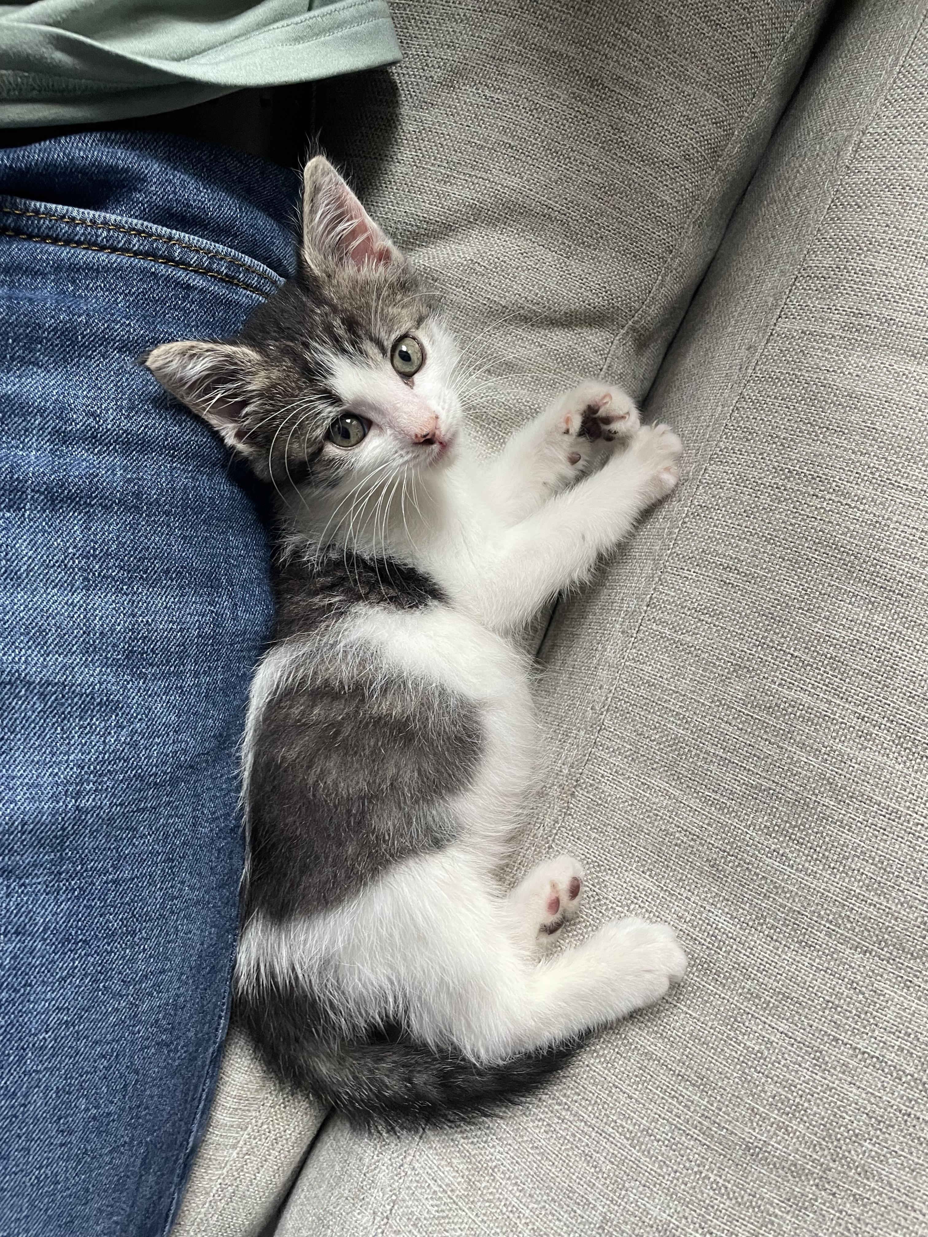 Enlarge Spot, a Adoptable Domestic Short Hair in Philadelphia, PA image 6/6