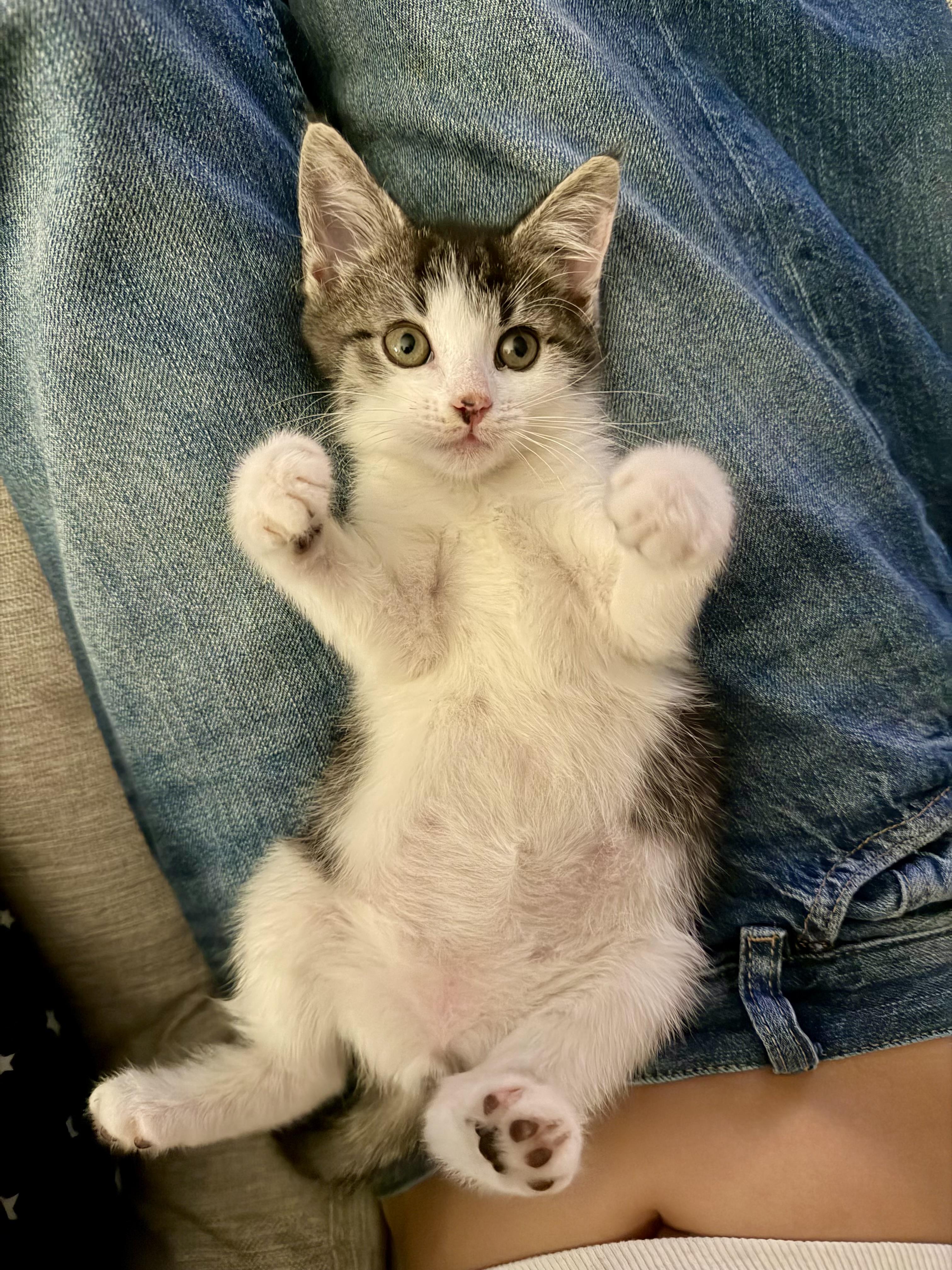 Spot, Adoptable, Kitten Male Domestic Short Hair.