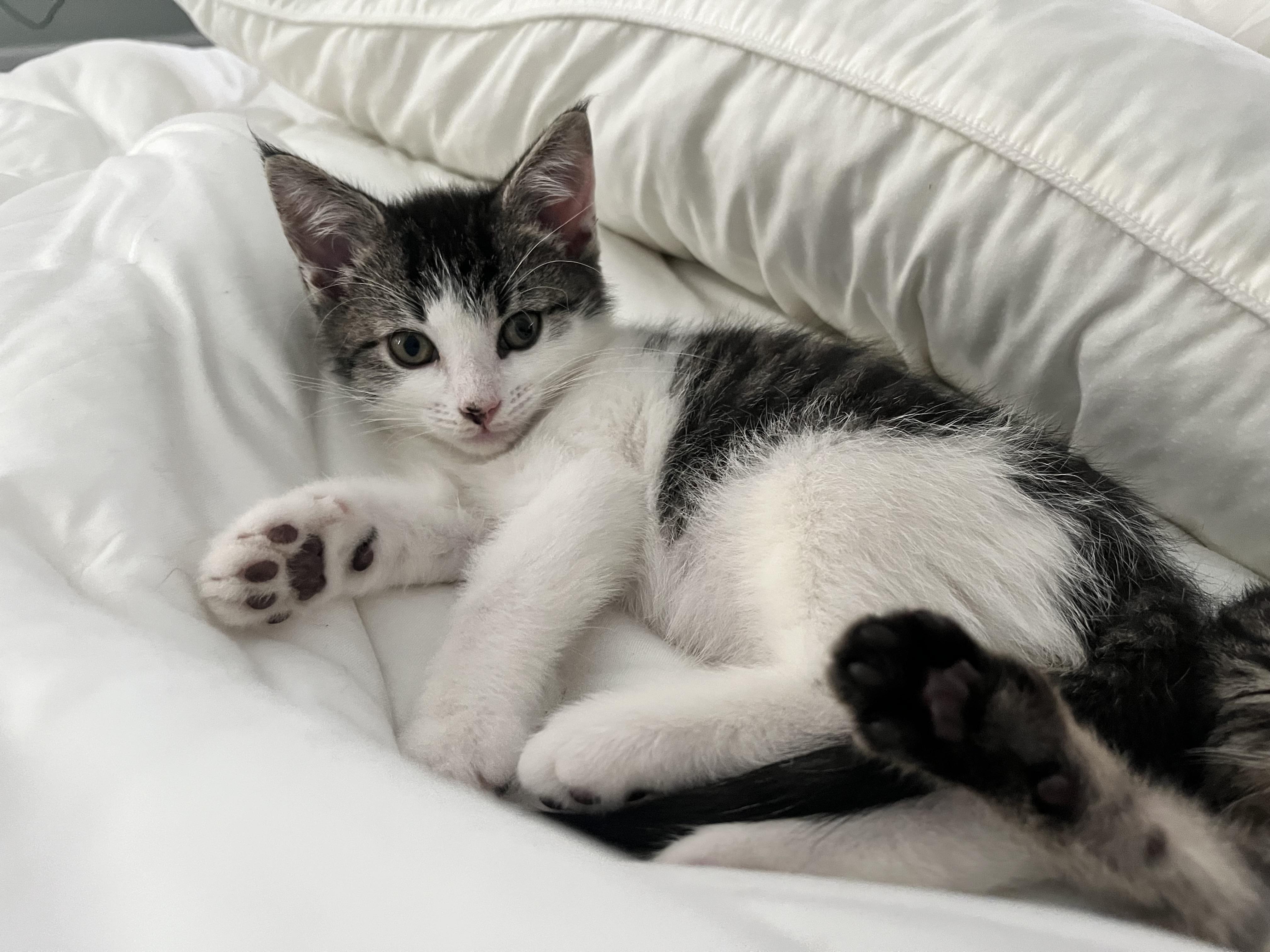 Enlarge Spot, a Adoptable Domestic Short Hair in Philadelphia, PA image 3/6