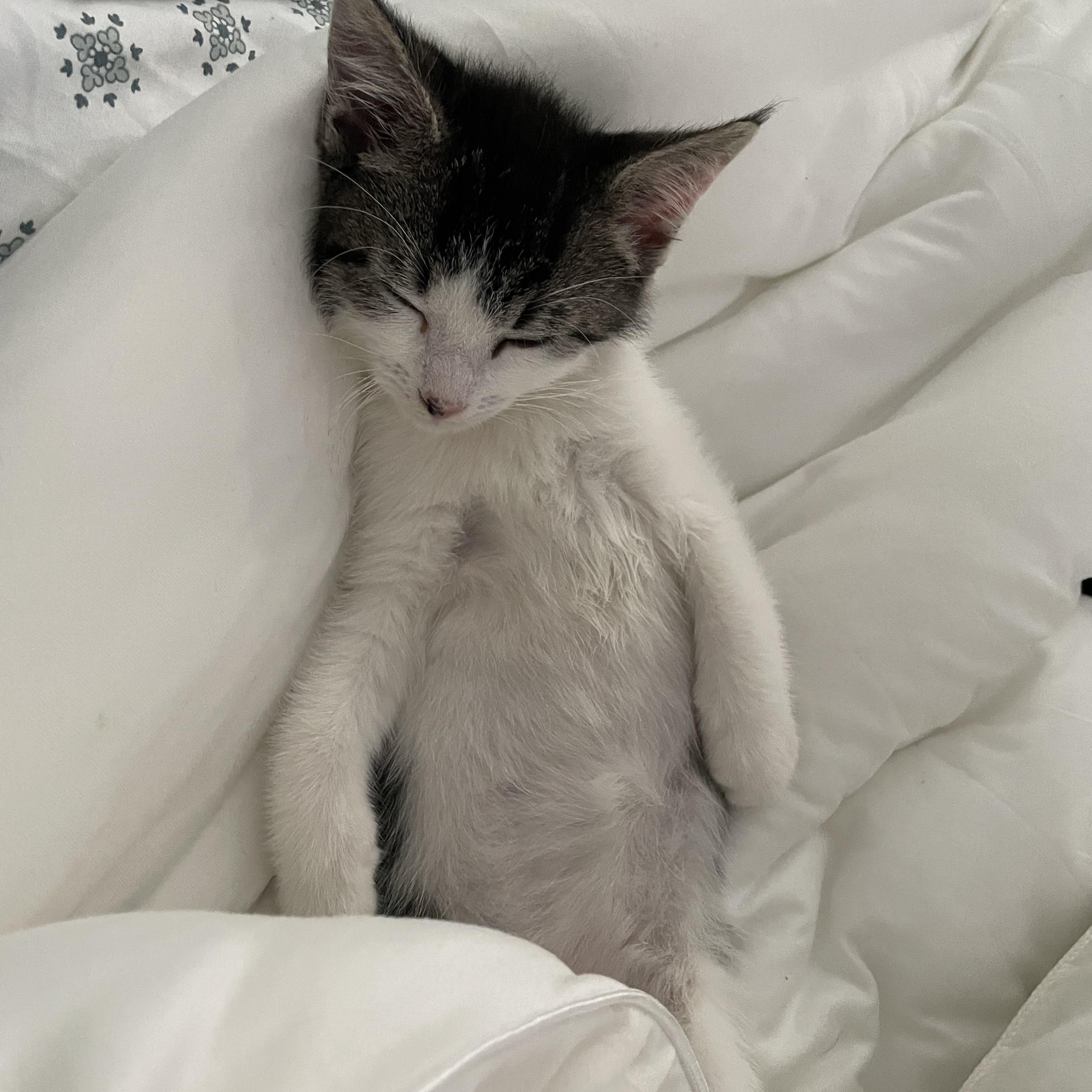 Enlarge Spot, a Adoptable Domestic Short Hair in Philadelphia, PA image 5/6