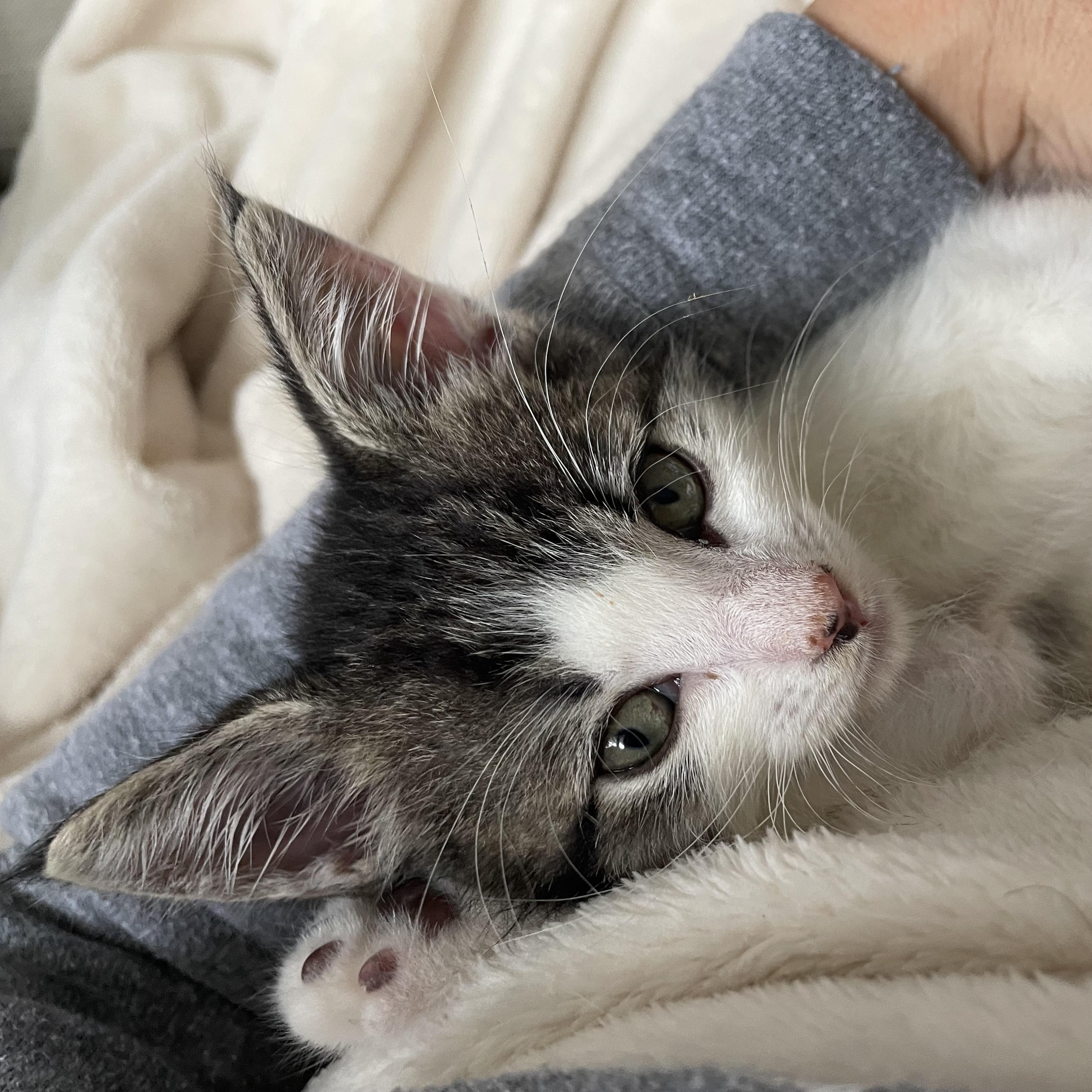 Enlarge Spot, a Adoptable Domestic Short Hair in Philadelphia, PA image 4/6