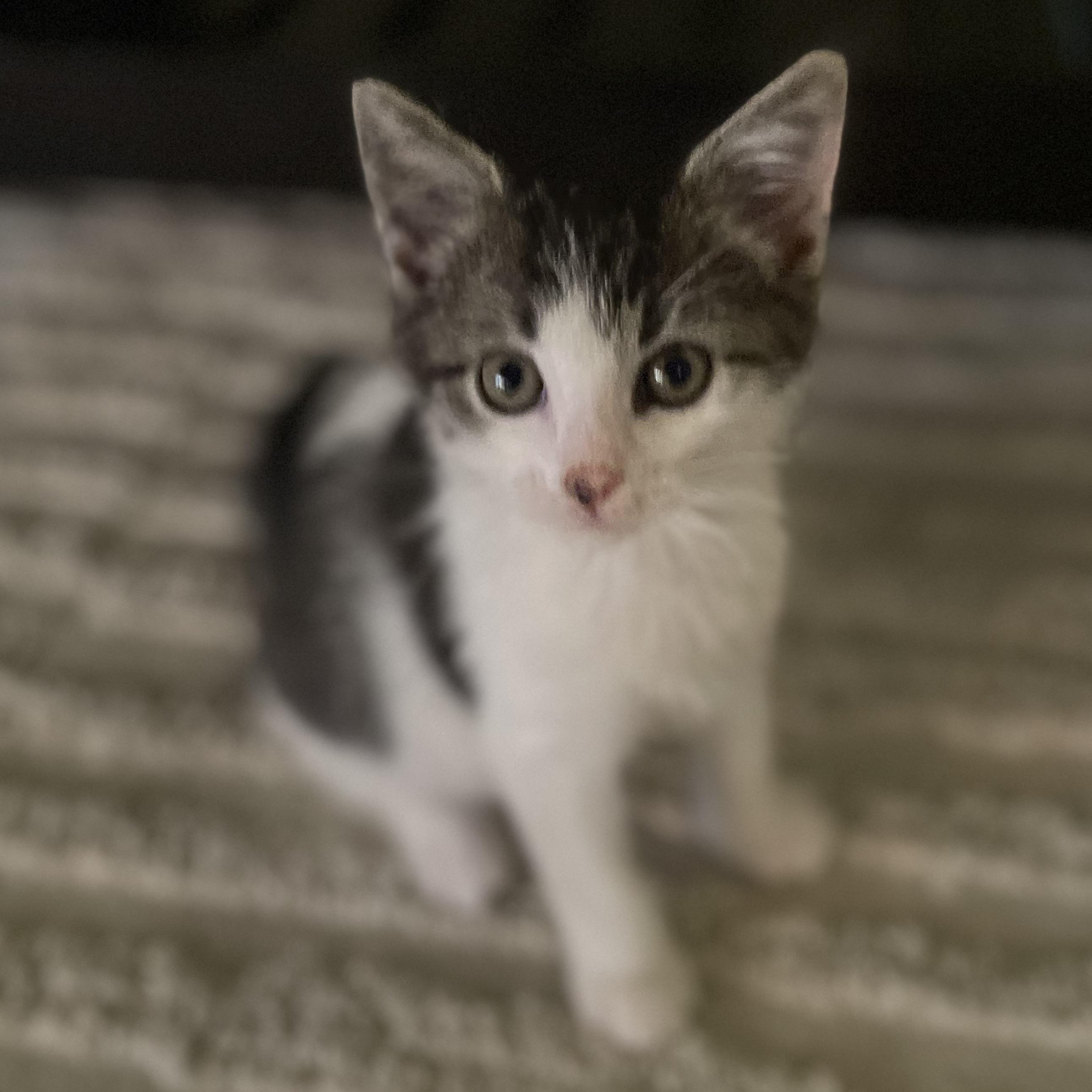Enlarge Spot, a Adoptable Domestic Short Hair in Philadelphia, PA image 2/6