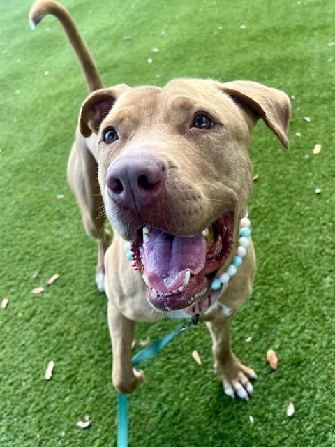 Enlarge GRACE, a Adoptable American Bulldog in Miami, FL image 1/1
