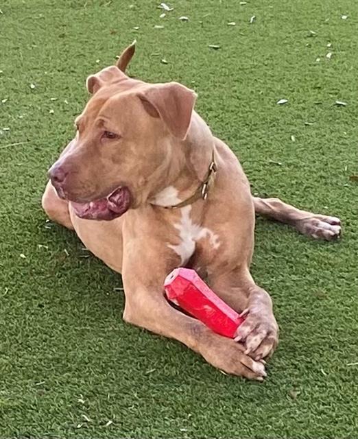 Enlarge GRACE, a Adoptable American Bulldog in Miami, FL image 1/1