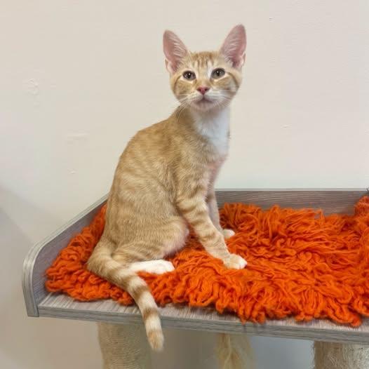 Enlarge Rob at Fat Cat Cafe, a ADOPTABLE Domestic Short Hair in Tallahassee, FL image 1/1