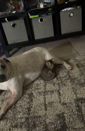 Pua, a Adoptable mixed breed in Margate, FL image 3/3