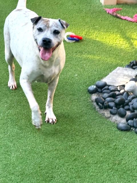 Pua, a Adoptable mixed breed in Margate, FL image 2/3