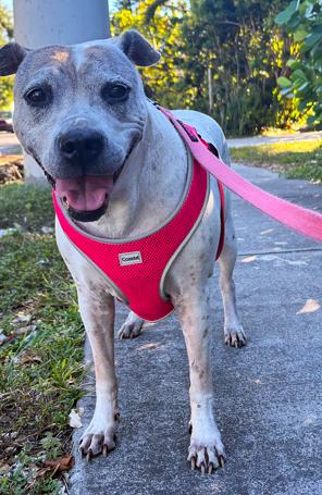 Pua, a Adoptable mixed breed in Margate, FL image 1/3