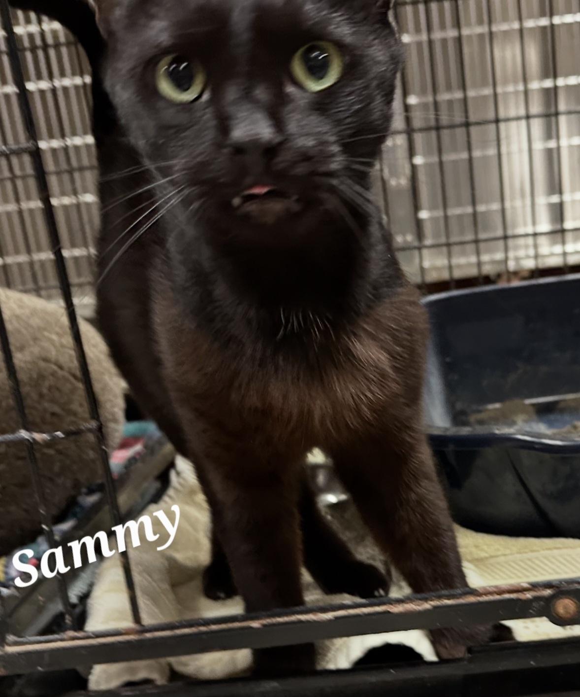 Sammy, Adult Male Domestic Short Hair