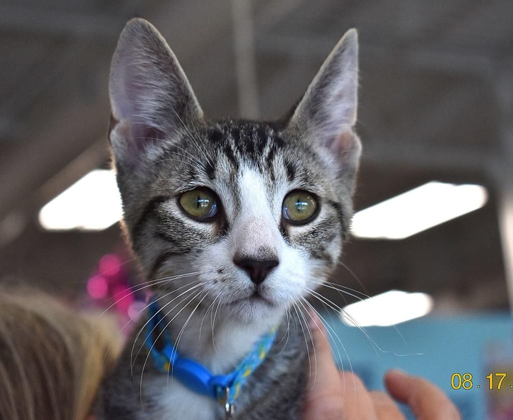 Luigi, Adoptable, Kitten Male Domestic Short Hair.