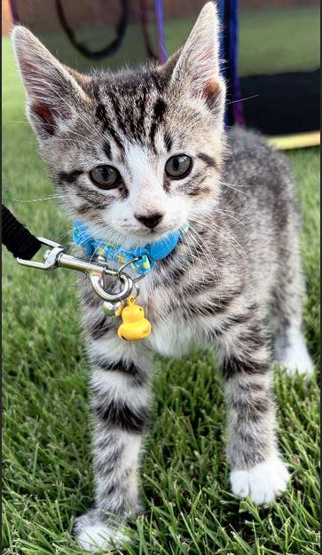 Luigi, Adoptable, Kitten Male Domestic Short Hair.