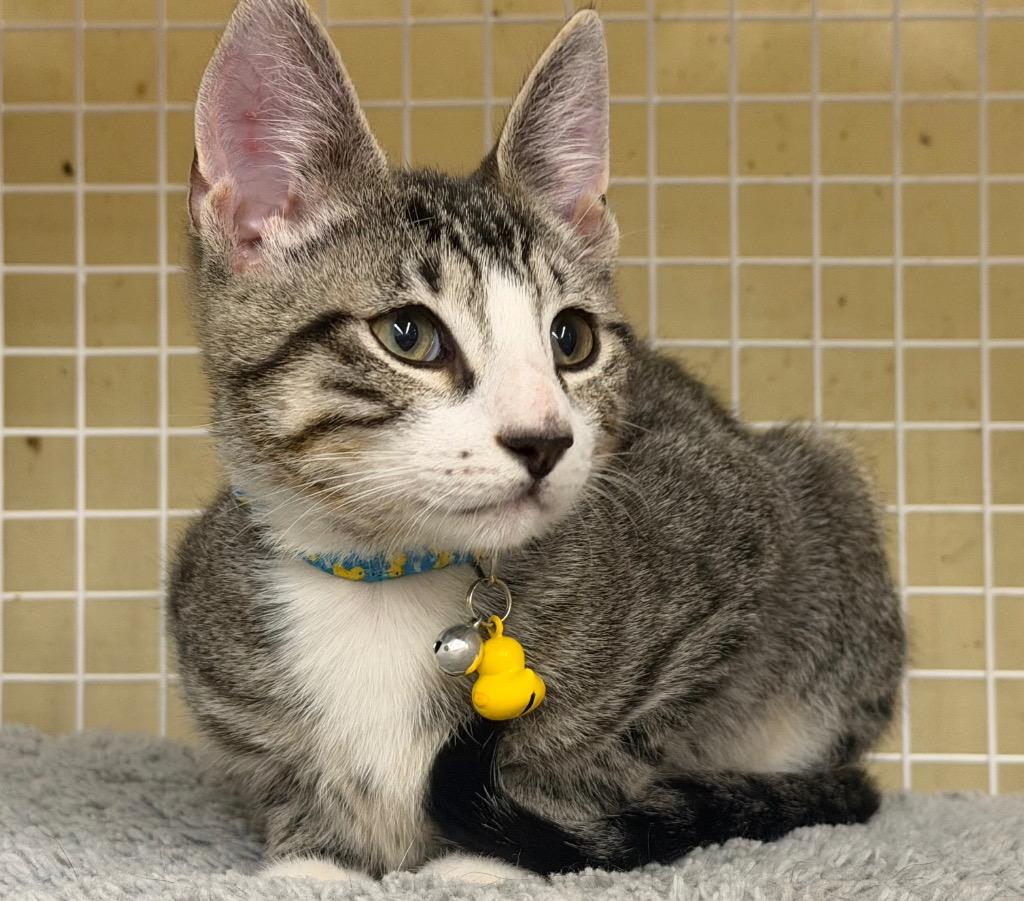 Luigi, a Adoptable mixed breed in Fort Oglethorpe, GA image 3/4