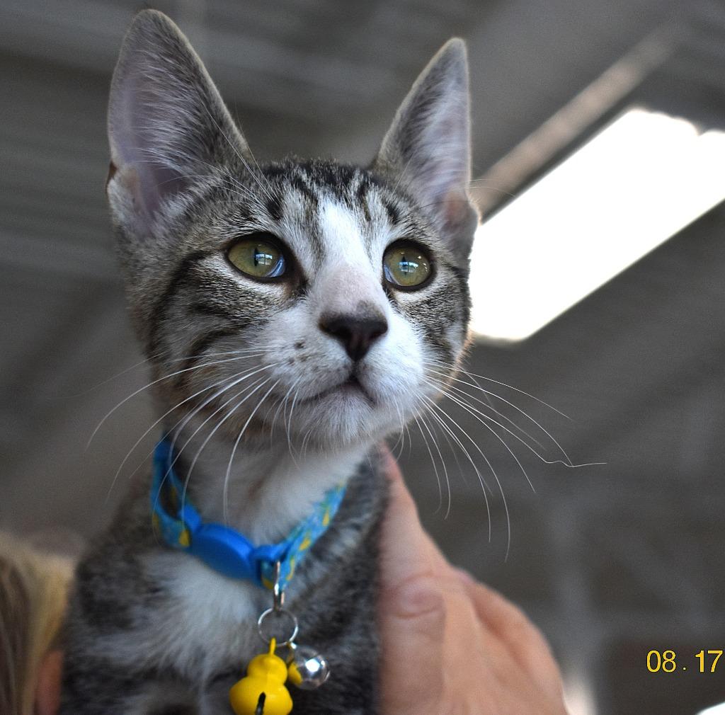 Luigi, a Adoptable mixed breed in Fort Oglethorpe, GA image 4/4