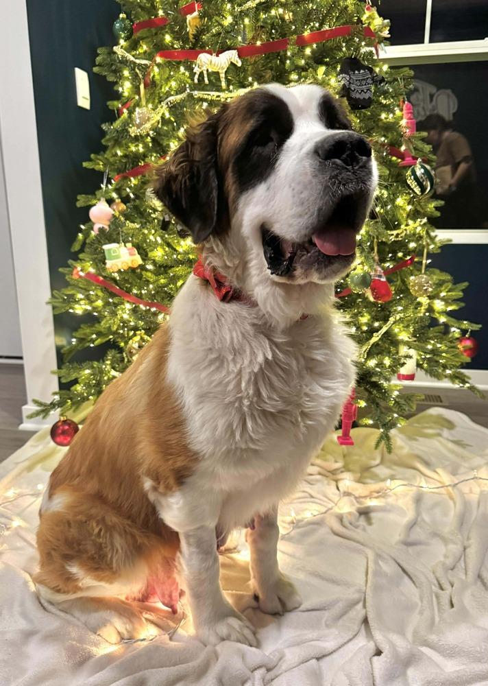 Fiona, a Adoptable Saint Bernard in New Albany, OH image 1/4