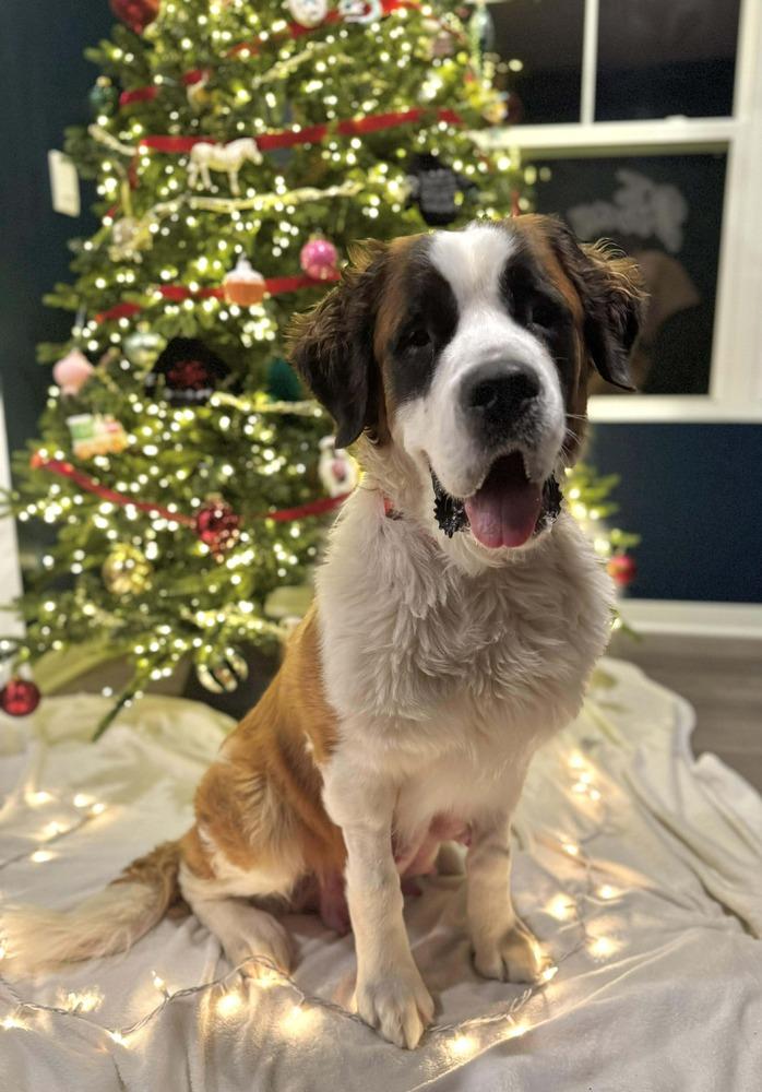 Fiona, a Adoptable Saint Bernard in New Albany, OH image 2/4