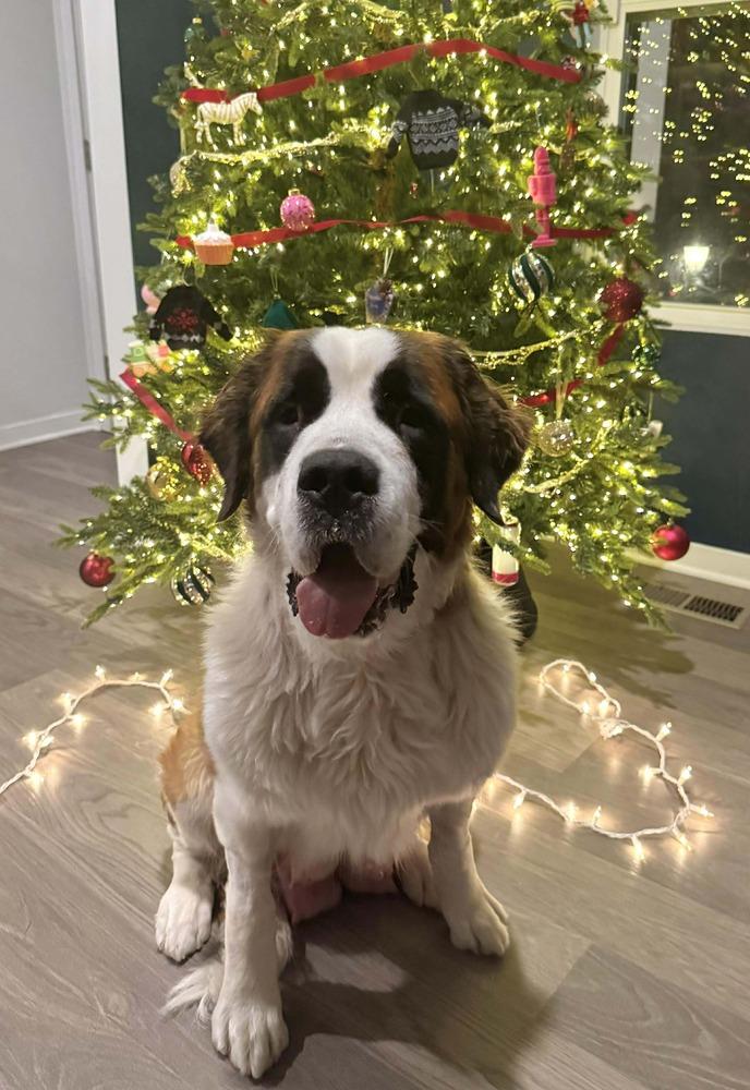 Fiona, a Adoptable Saint Bernard in New Albany, OH image 3/4