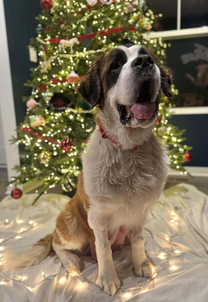 Fiona, a Adoptable Saint Bernard in New Albany, OH image 4/4
