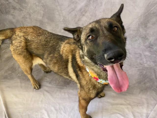 Enlarge ALVIDA, a Adoptable mixed breed in Salinas, CA image 1/1